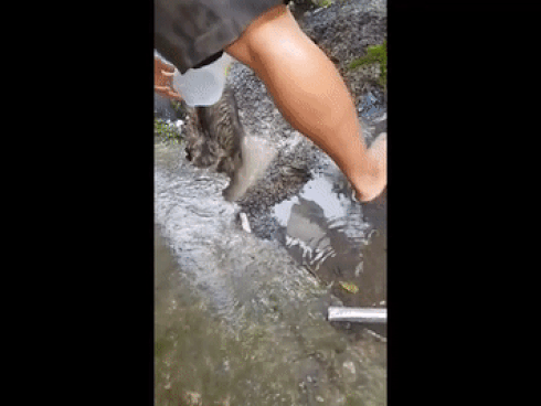 Chó mẹ chui vào hang ngập nước cứu con: chủ nhân kể lại diễn biến xúc động