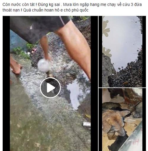 Chó mẹ chui vào hang ngập nước cứu con: chủ nhân kể lại diễn biến xúc động-1