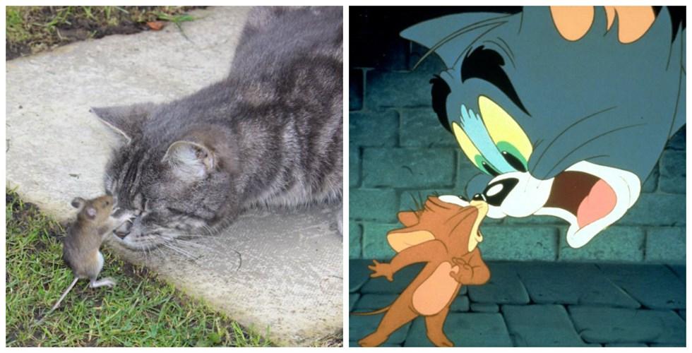 Tom và Jerry phiên bản đời thật vẫn hài như phim-1