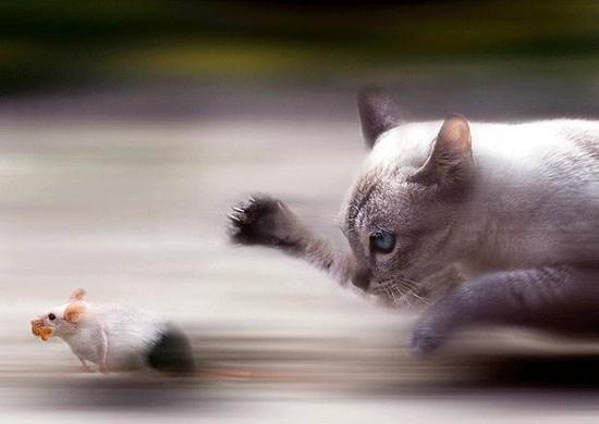 Tom và Jerry phiên bản đời thật vẫn hài như phim-2