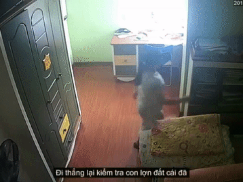 Sốc khi xem video 'Ngày đầu tiên của bà giúp việc'