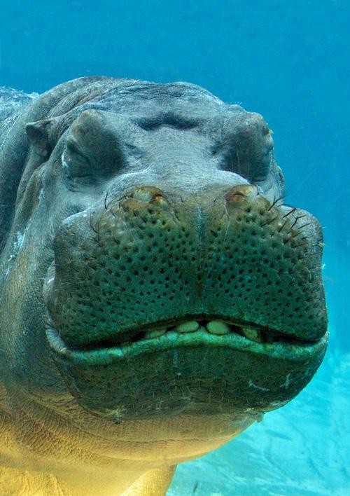 Những khoảnh khắc cười rơi mồm của bè lũ động vật-6