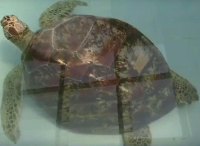Thấy con rùa không thể bơi dưới nước, các bác sĩ siêu âm và phát hiện sự thật đáng sợ-1
