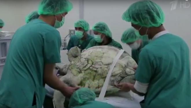 Thấy con rùa không thể bơi dưới nước, các bác sĩ siêu âm và phát hiện sự thật đáng sợ-4