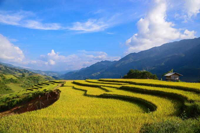 Sắc vàng lúa chín trên rẻo cao ở Mù Cang Chải-6