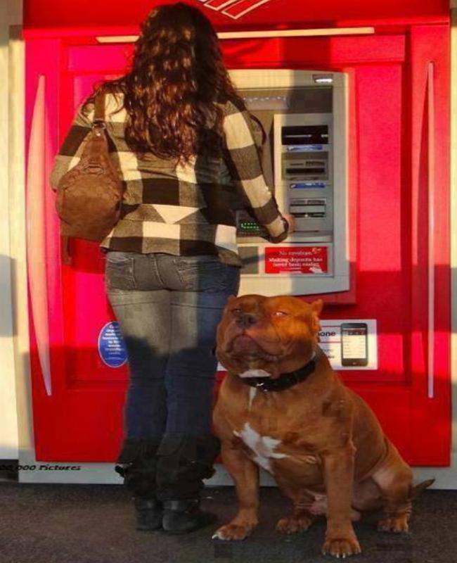 Nhìn đám vệ sĩ này, đến siêu trộm cũng phải sợ-4