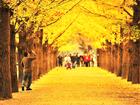 Những đường cây mùa thu đẹp nhất thế giới