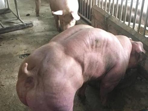 Hình ảnh sốc về đàn lợn 'cơ bắp cuồn cuộn'