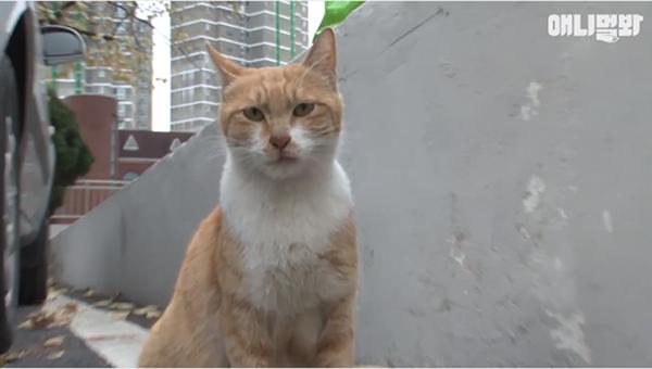 Bày sẵn không cần, nhưng cho đồ ăn vào túi lại tha đi và lý do xúc động của cô mèo hoang-1