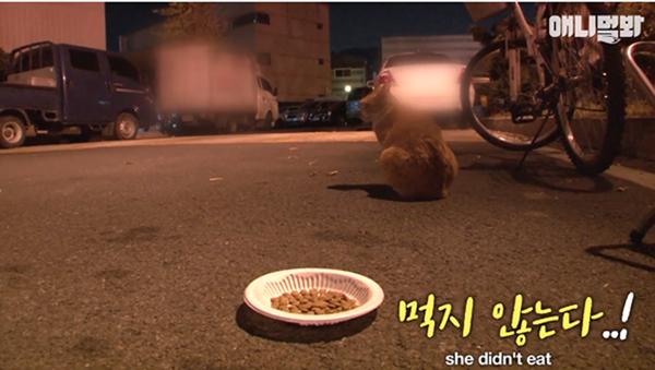 Bày sẵn không cần, nhưng cho đồ ăn vào túi lại tha đi và lý do xúc động của cô mèo hoang-2