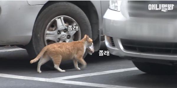 Bày sẵn không cần, nhưng cho đồ ăn vào túi lại tha đi và lý do xúc động của cô mèo hoang-4