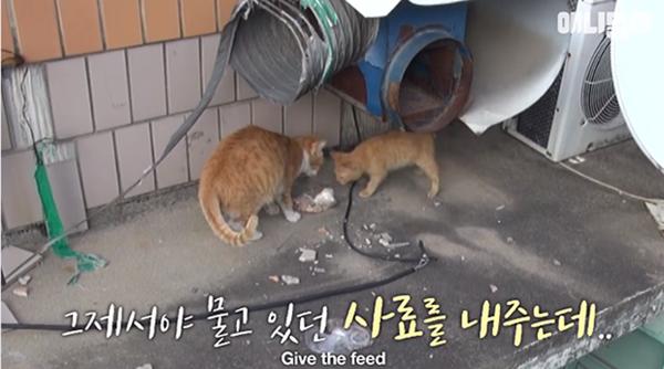 Bày sẵn không cần, nhưng cho đồ ăn vào túi lại tha đi và lý do xúc động của cô mèo hoang-5