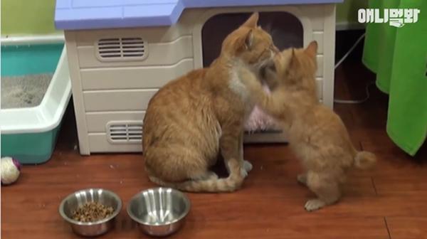 Bày sẵn không cần, nhưng cho đồ ăn vào túi lại tha đi và lý do xúc động của cô mèo hoang-6