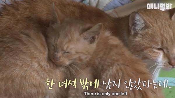 Bày sẵn không cần, nhưng cho đồ ăn vào túi lại tha đi và lý do xúc động của cô mèo hoang-7