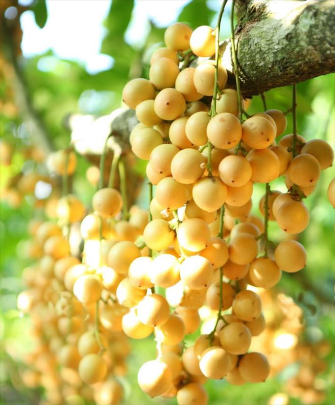 Mê mẩn những đặc sản ngon không cưỡng nổi ở Bình Dương-8