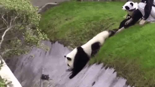 Con gấu trúc vô duyên nhất quả đất, đã đi rình mò còn…-2