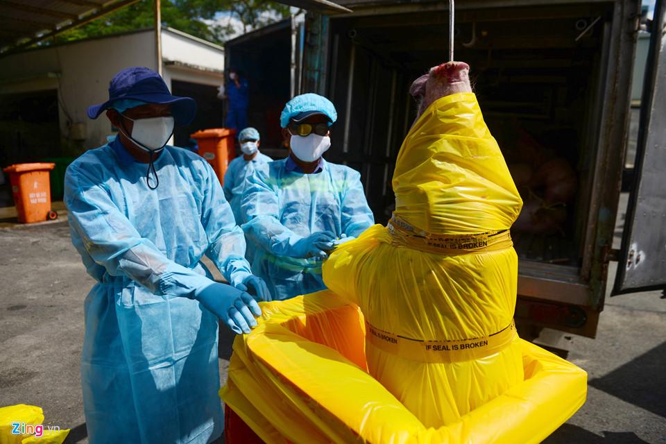 Cảnh tiêu hủy gần 3.800 con heo bị tiêm thuốc an thần-5