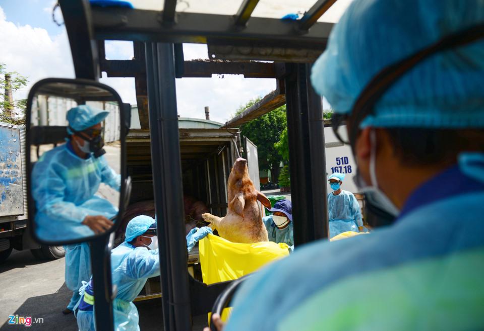 Cảnh tiêu hủy gần 3.800 con heo bị tiêm thuốc an thần-6