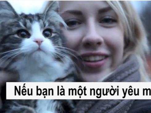 Chùm ảnh về chú mèo hai mặt đáng yêu nhất thế giới-11