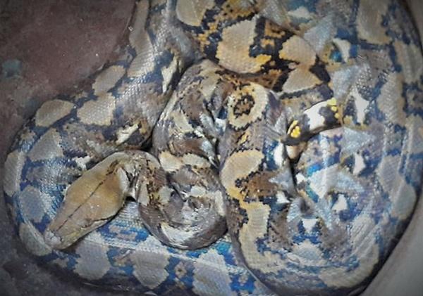 Bắt được con nưa 9 lỗ mũi, dân hoảng sợ thả về rừng-1