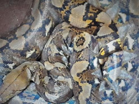 Bắt được con nưa 9 lỗ mũi, dân hoảng sợ thả về rừng