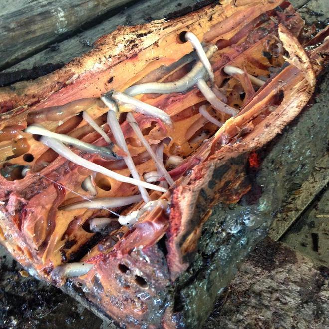 4 món đặc sản châu Á phải ăn sống, nuốt tươi, Việt Nam cũng góp mặt 1 món-1