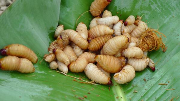 4 món đặc sản châu Á phải ăn sống, nuốt tươi, Việt Nam cũng góp mặt 1 món-5