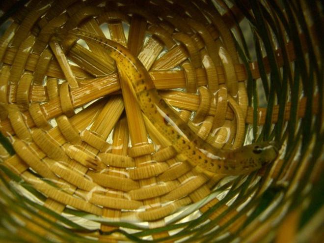 4 món đặc sản châu Á phải ăn sống, nuốt tươi, Việt Nam cũng góp mặt 1 món-9