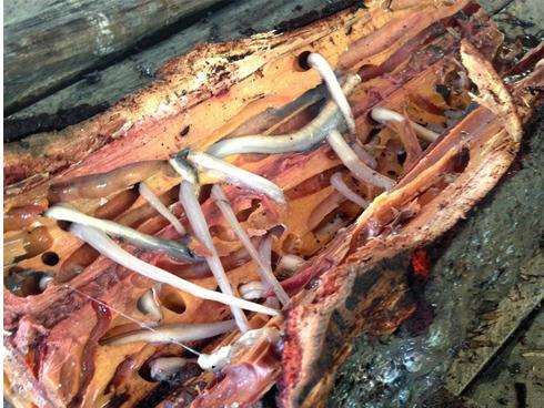 4 món đặc sản châu Á phải 'ăn sống, nuốt tươi', Việt Nam cũng góp mặt 1 món