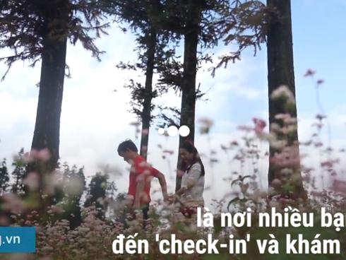 Check-in cánh đồng hoa tam giác mạch nở sớm nhất Tây Bắc