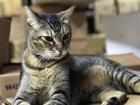 Gần 70.000 người xin cứu con mèo 'chủ tiệm thuốc' ở Hong Kong