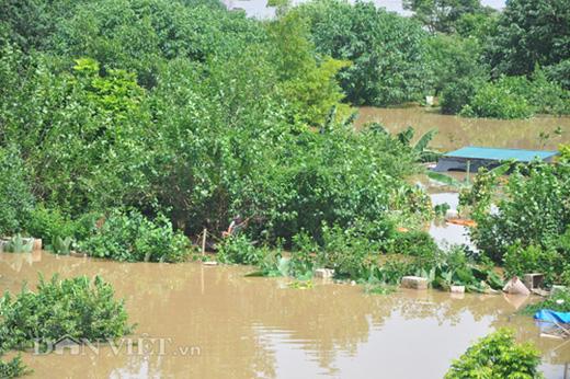 Nước lũ sông Hồng dâng cao: Dân Hà Nội liều mình bơi ra... cứu chim-2