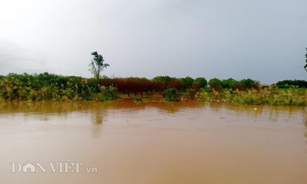 Nước lũ sông Hồng dâng cao: Dân Hà Nội liều mình bơi ra... cứu chim-4