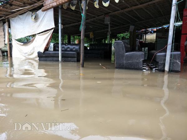Nước lũ sông Hồng dâng cao: Dân Hà Nội liều mình bơi ra... cứu chim-5