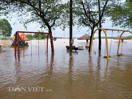 Nước lũ sông Hồng dâng cao: Dân Hà Nội liều mình bơi ra... cứu chim-6