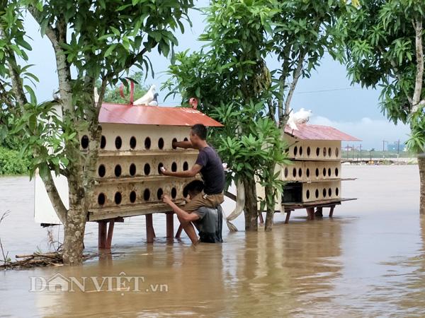 Nước lũ sông Hồng dâng cao: Dân Hà Nội liều mình bơi ra... cứu chim-8