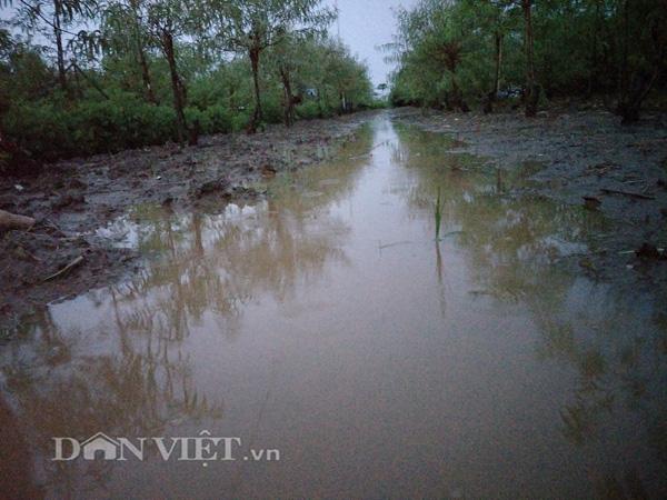 Nước lũ sông Hồng dâng cao: Dân Hà Nội liều mình bơi ra... cứu chim-10
