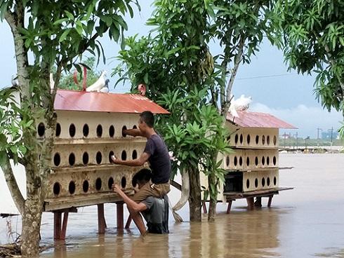 Hà Nội: Vỡ đê ở Chương Mỹ nhấn chìm nhà dân-8