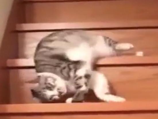 Clip hài: Đây là tôi sau 1 tuần bị đời vật...