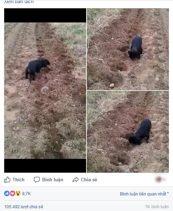 Chú chó nhỏ trồng khoai giúp chủ hút triệu lượt xem-1