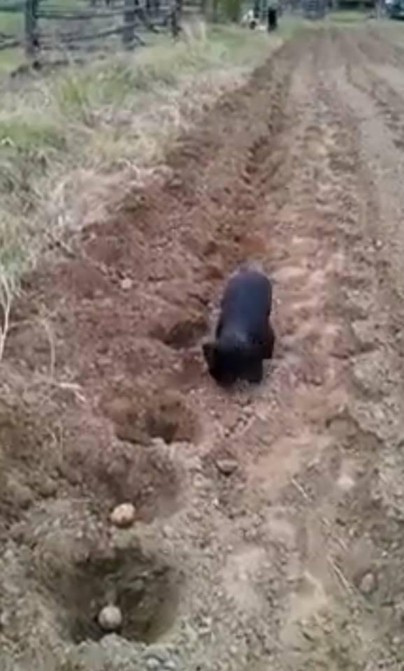 Chú chó nhỏ trồng khoai giúp chủ hút triệu lượt xem-2