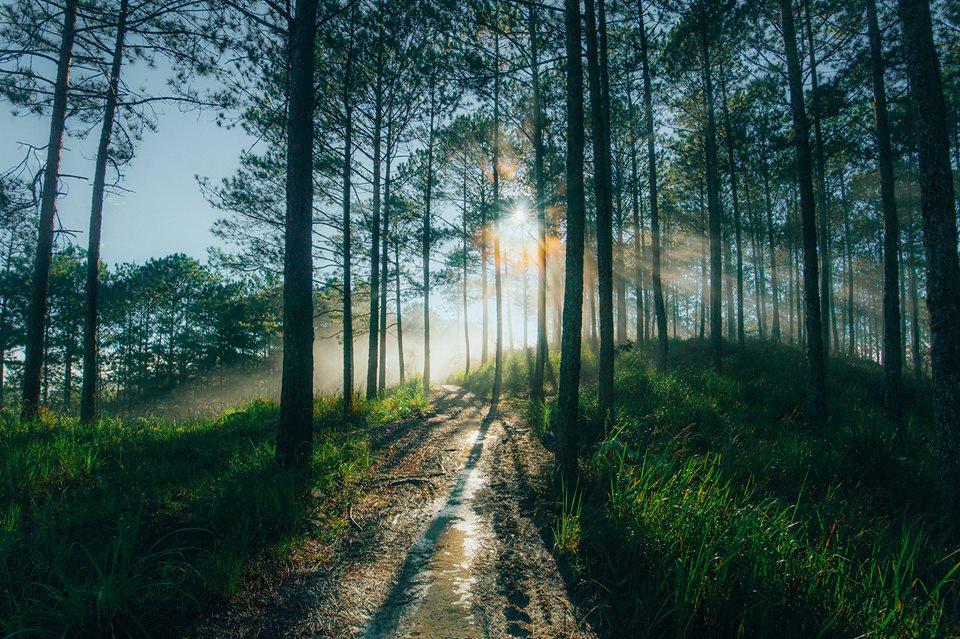 Bình yên đồi chè Cầu Đất-6