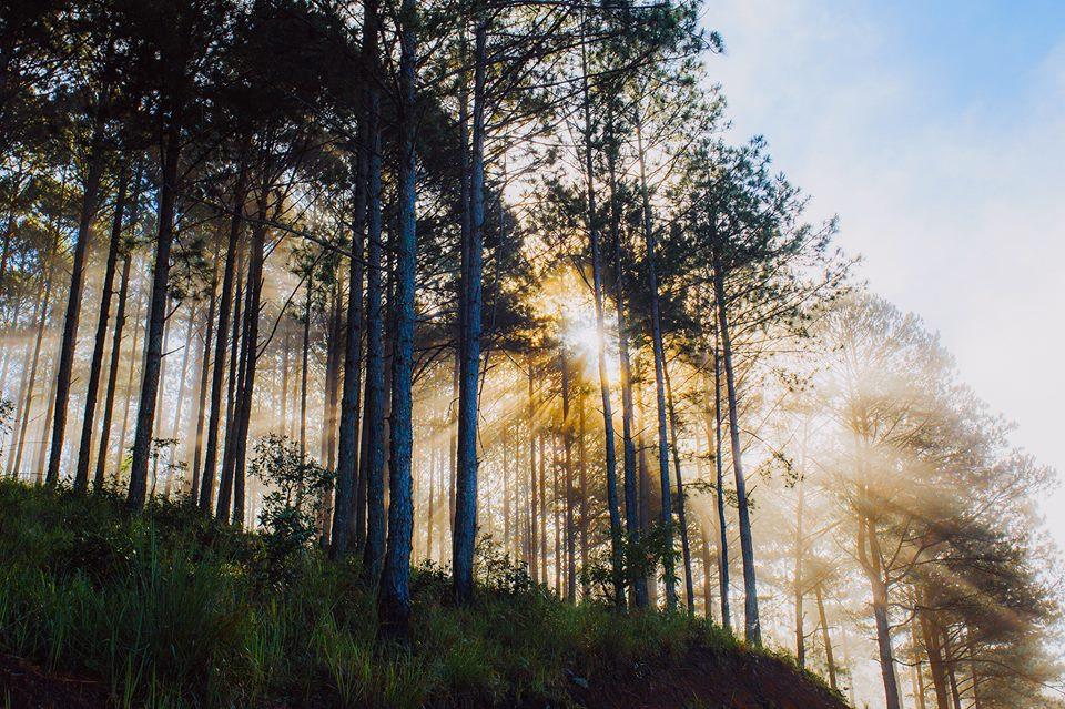 Bình yên đồi chè Cầu Đất-7