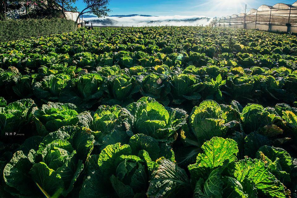 Bình yên đồi chè Cầu Đất-12