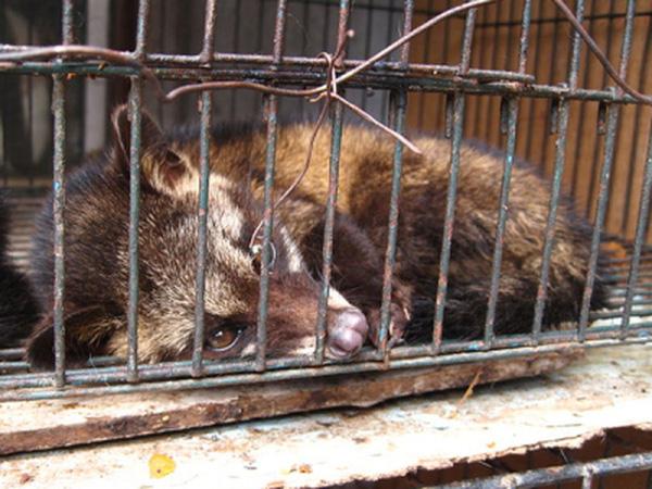 Sự thật tàn khốc đến rùng mình đằng sau loại cà phê ngon nhất thế giới-5