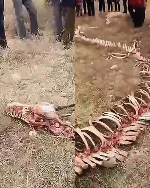 Video phát hiện bộ xương rồng khổng lồ tại Trung Quốc gây bão mạng-1