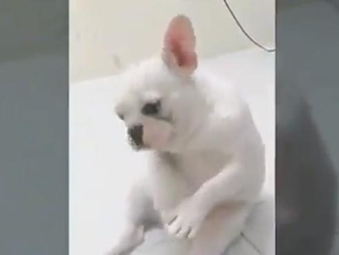 Hài hước nàng chó Bull Pháp 'quẩy' nhạc Sơn Tùng M-TP cực siêu