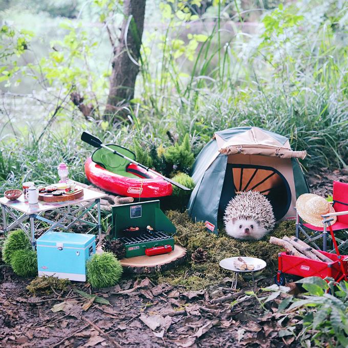Chuyến picnic của chú nhím Nhật tí hon-1