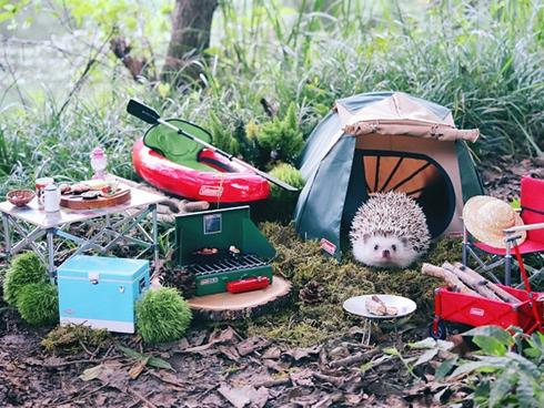 Chuyến picnic của chú nhím Nhật tí hon