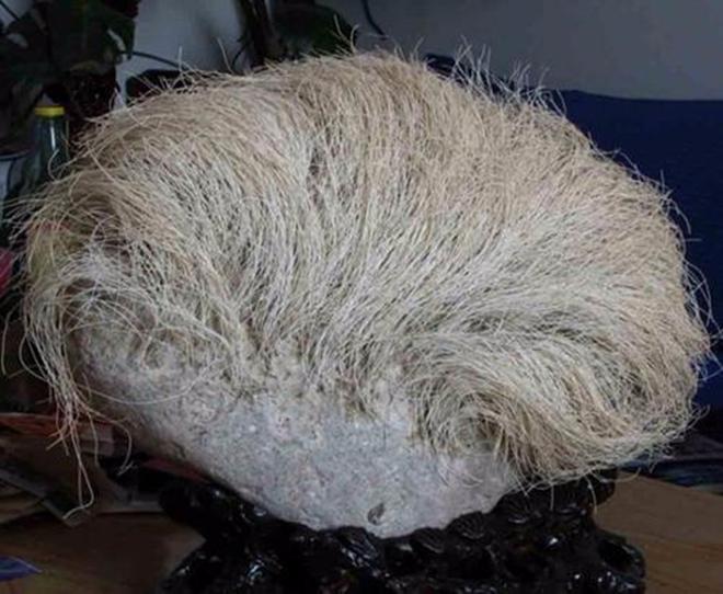 Mang cục đá mọc tóc trắng kỳ dị về nhà, người đàn ông giật mình khi phát hiện ra sự thật-2